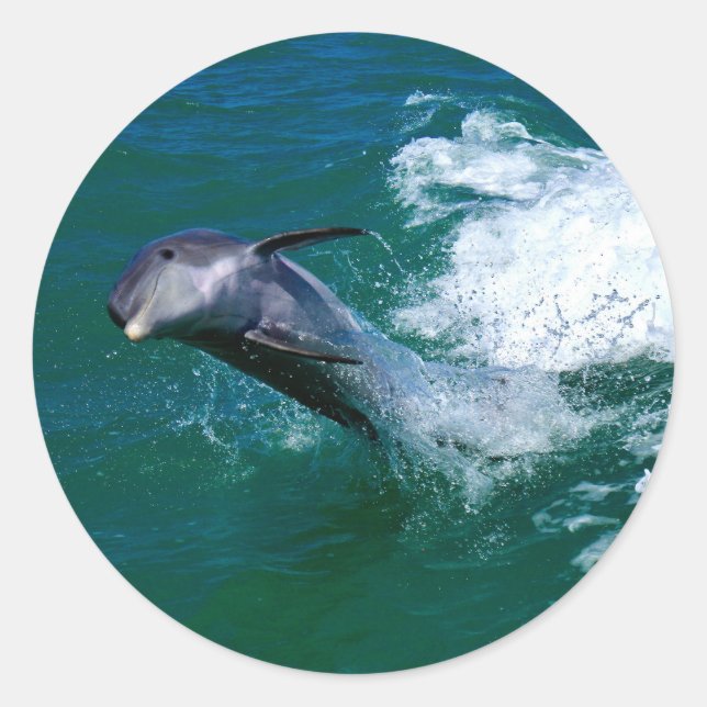 Jumping and Dancing Dolphin Classic Round Sticker (Front)