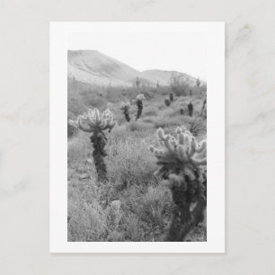 Jumping Cholla Cactus Desert B&W Photo Postcard