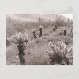Jumping Cholla Cactus Desert B&W Photo Postcards
