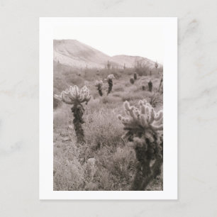 Jumping Cholla Cactus Desert B&W Photo Postcards