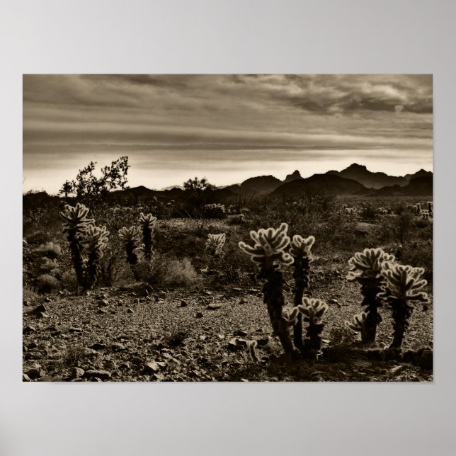 Jumping Cholla Cactus Poster (Front)