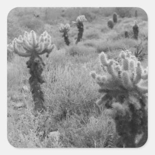 Jumping Cholla Desert Cactus Custom Decal Stickers