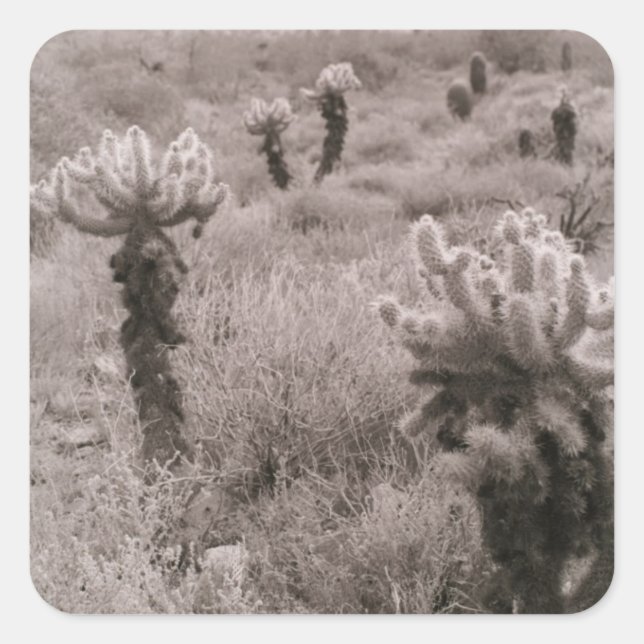Jumping Cholla Desert Cactus Custom Sticker Decals (Front)