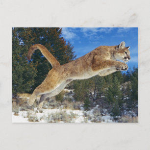 Jumping Cougar Postcard