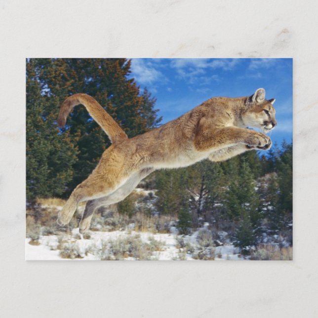 Jumping Cougar Postcard (Front)