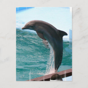 Jumping Dolphin Postcard