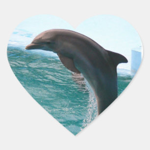 Jumping Dolphin Stickers