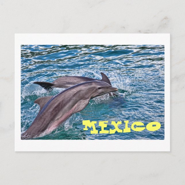 Jumping Dolphins Mexico Postcard (Front)