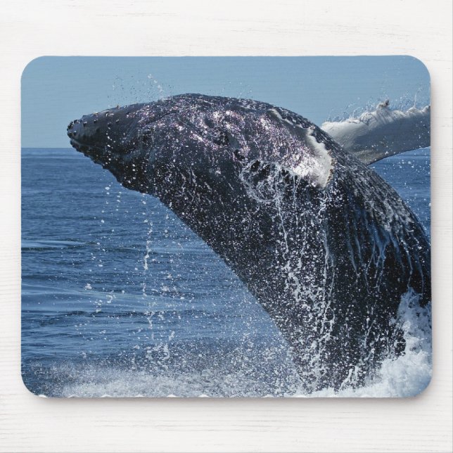 Jumping Humpback Whale Mouse Pad (Front)