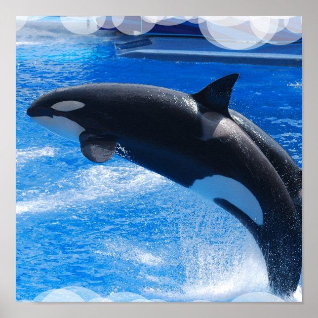 Jumping Orca Whale Poster (Front)