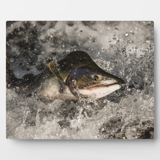 Jumping Salmon Plaque (Front)