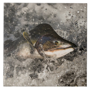 Jumping Salmon Tile