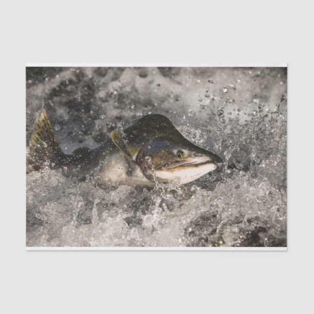 Jumping Salmon Tissue Paper (Front)