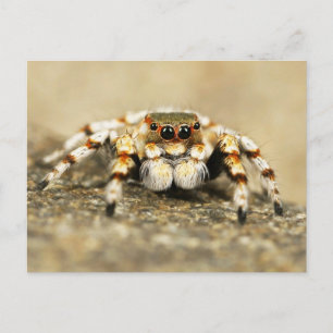 Jumping Spider Close-up Postcard