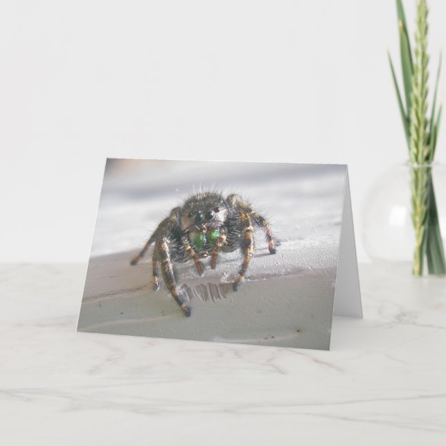 Jumping Spider (Phiddipus audax) Note Card (Front)
