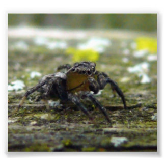 jumping spider photo print