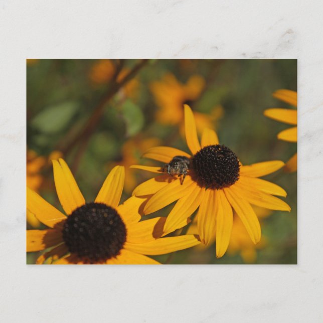 Jumping Spider Postcard (Front)