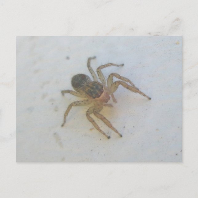 Jumping Spider Postcard (Front)