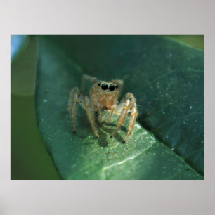 Jumping Spider Poster