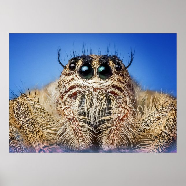Jumping spider poster (Front)