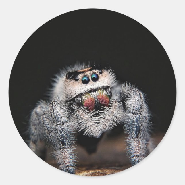 Jumping spider sticker (Front)