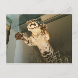 Jumping tiger - look at his paws! postcard