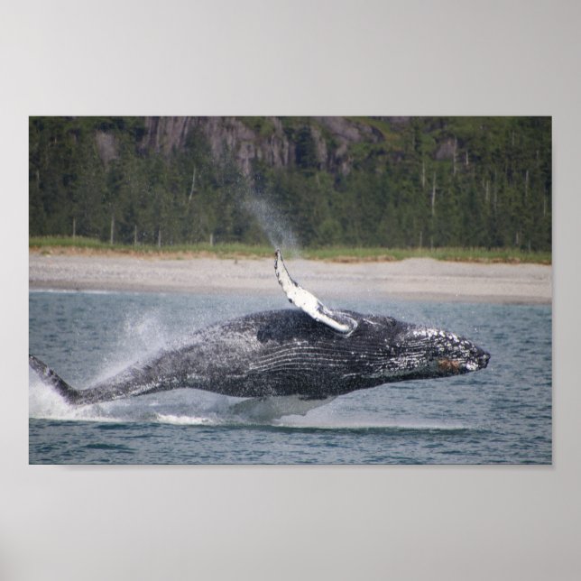Jumping Whale Photograph Poster (Front)