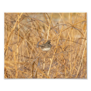 Junco On Icy Grass Photo Print