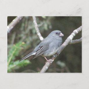 Junco Postcard
