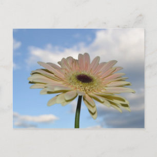 June Gerbera Flower in the Sky Postcard