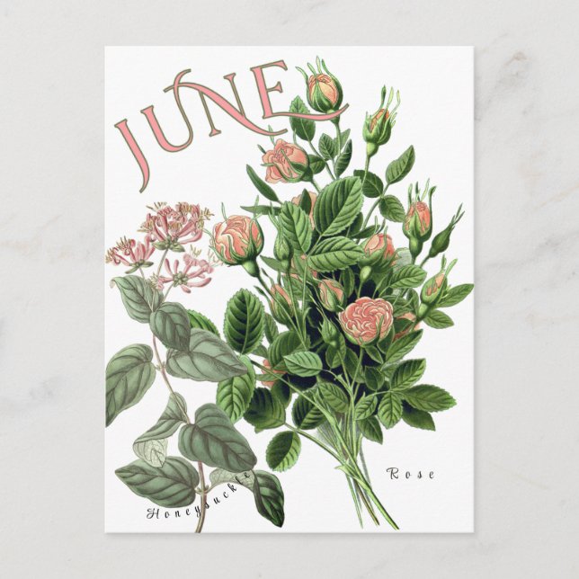 June Month Flowers Honeysuckle Rose Fancy Postcard (Front)