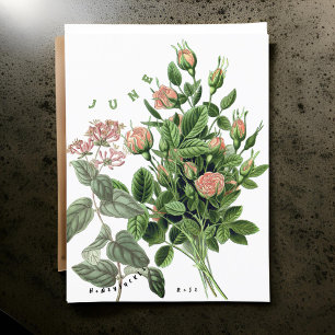 June Month Flowers Honeysuckle Rose Postcard