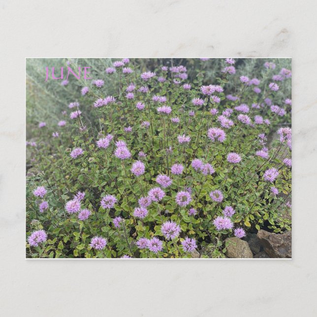 JUNE POSTCARD (Front)
