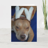 Junebug the Ninth Reindeer