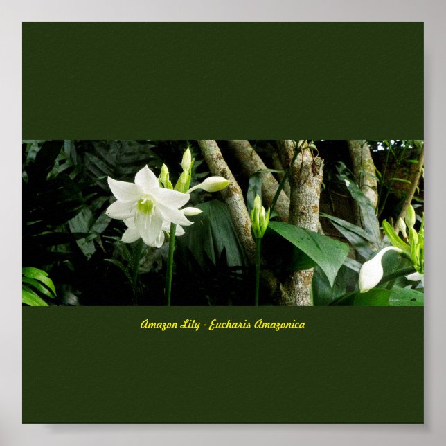 Jungle Amazon Lily - Eucharis Amazonica Poster (Front)