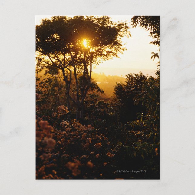 Jungle at sunset, Bali, Indonesia Postcard (Front)
