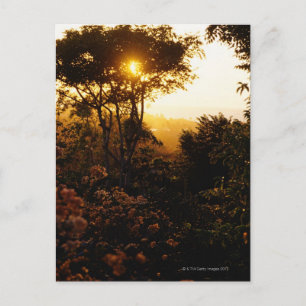 Jungle at sunset, Bali, Indonesia Postcard