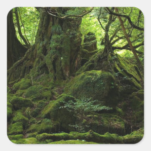 Jungle Forest of Moss Square Sticker