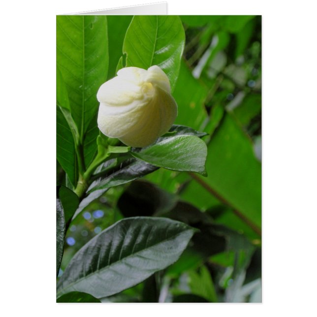 Jungle Gardenia (Front)