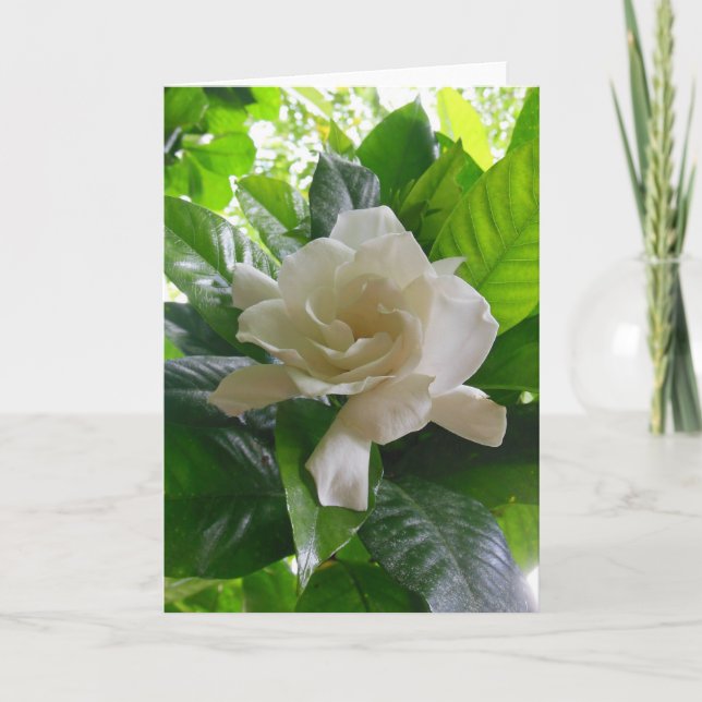 Jungle Gardenia Card (Front)
