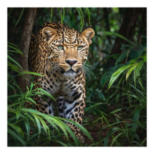 Jungle Leopard  Photo Print