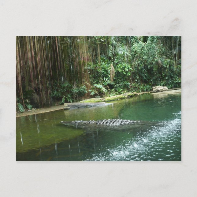Jungle Postcard (Front)