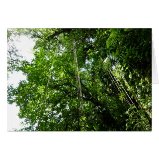 Jungle Ropes Rainforest Photography