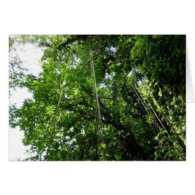 Jungle Ropes Rainforest Photography (Front Horizontal)