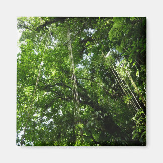 Jungle Ropes Rainforest Photography Magnet