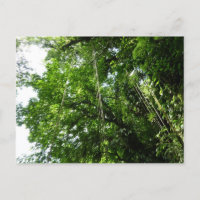 Jungle Ropes Rainforest Photography