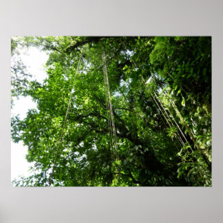 Jungle Ropes Rainforest Photography Poster
