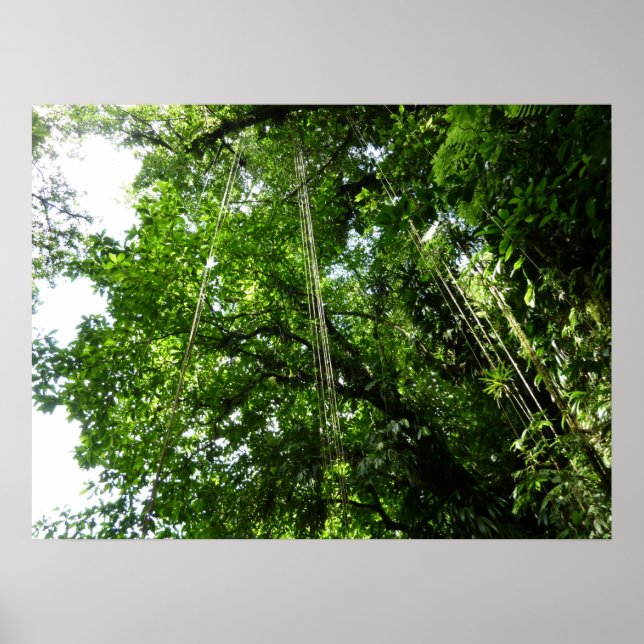 Jungle Ropes Rainforest Photography Poster (Front)