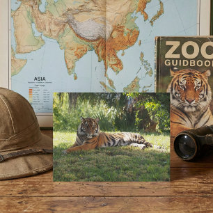 Jungle Royalty: Resting in the Shade Postcard