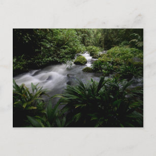 Jungle Stream River Landscape Amazon Postcard